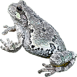 American Gray Frog